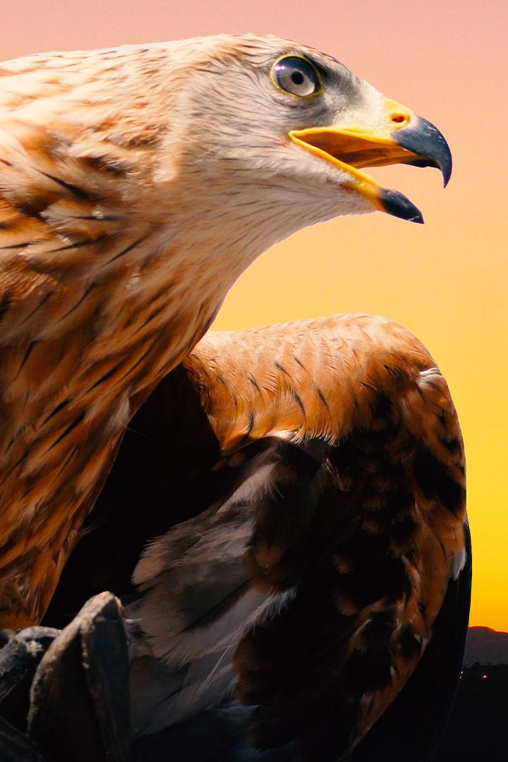 Король гор - беркут