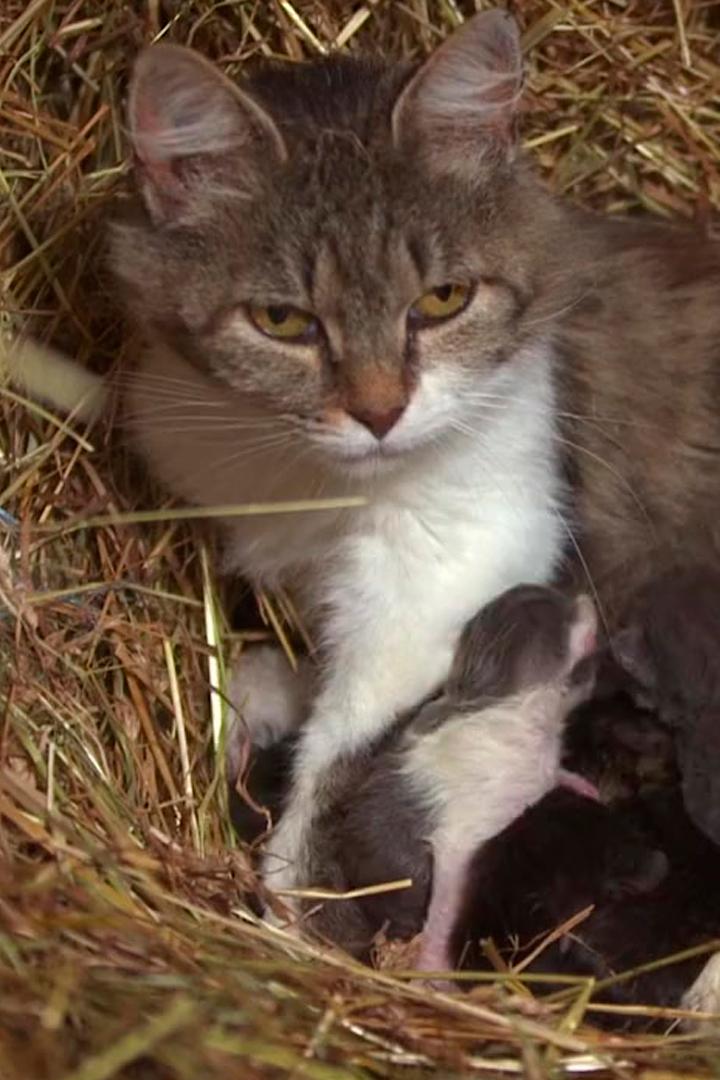 Легко ли быть котёнком?