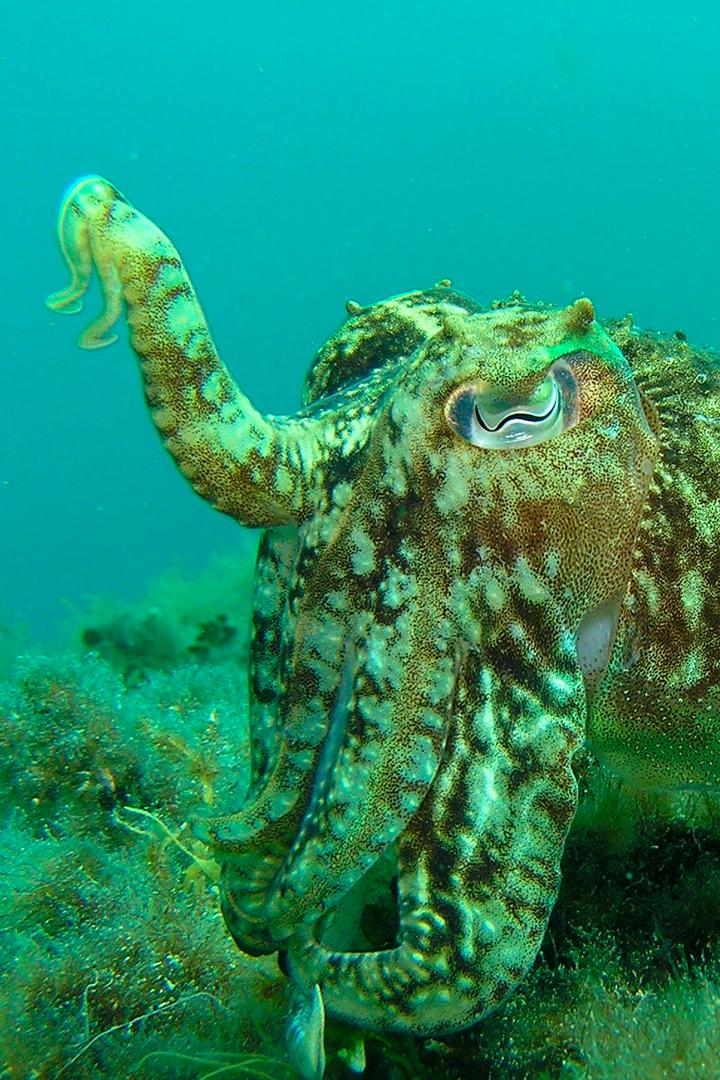 Средиземное море: возрождение