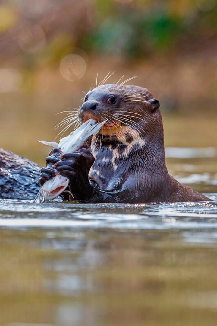 Пруды Бренна