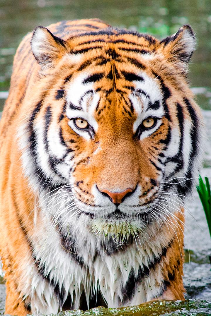 Изумрудный лес