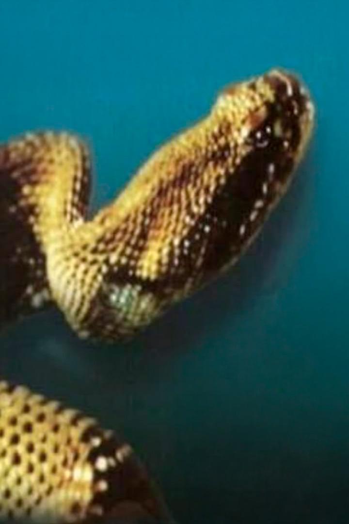 Гремучая змея