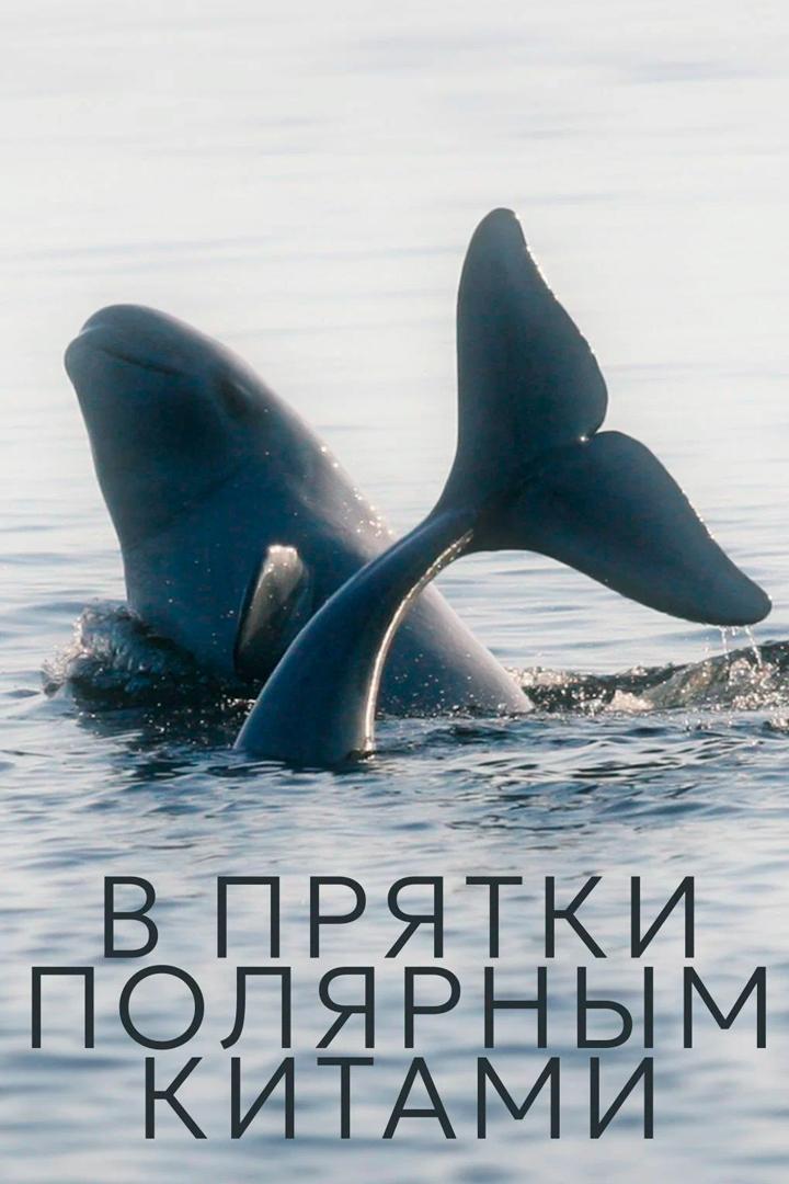 В прятки с полярными китами