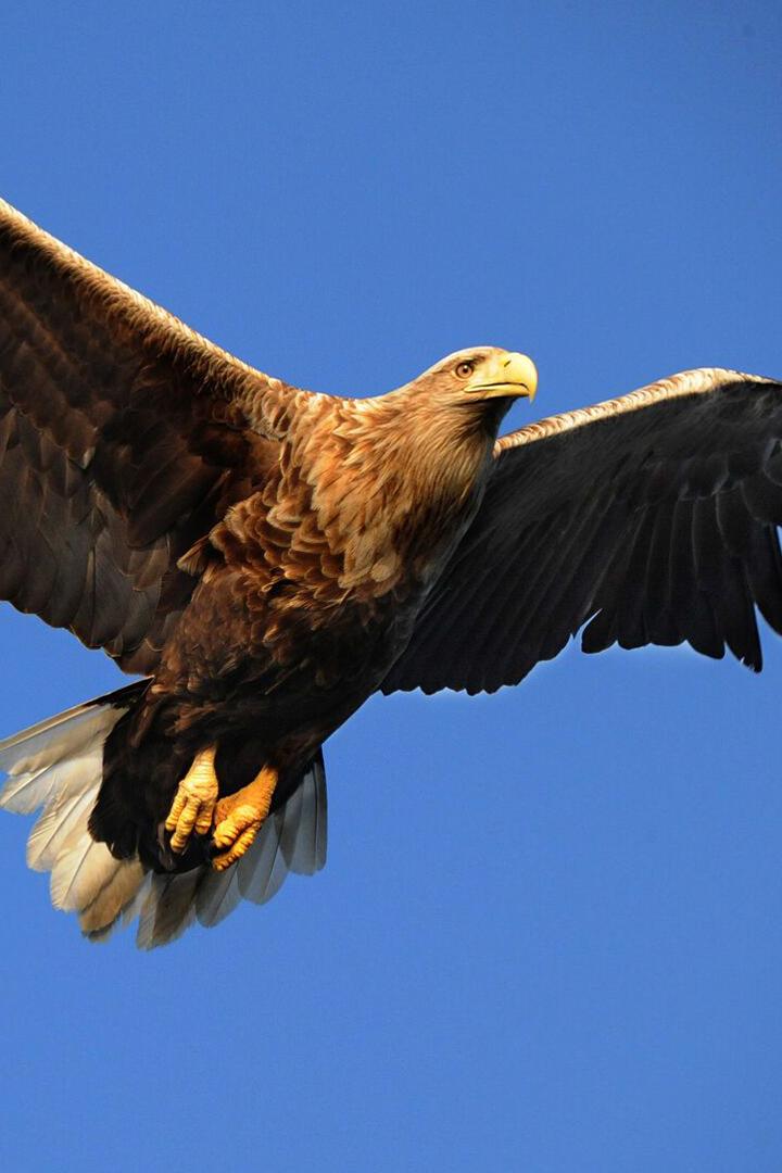 Король морей - орлан