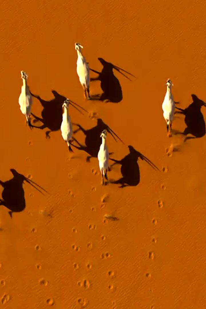 За горизонтом: Дикая природа Саудовской Аравии