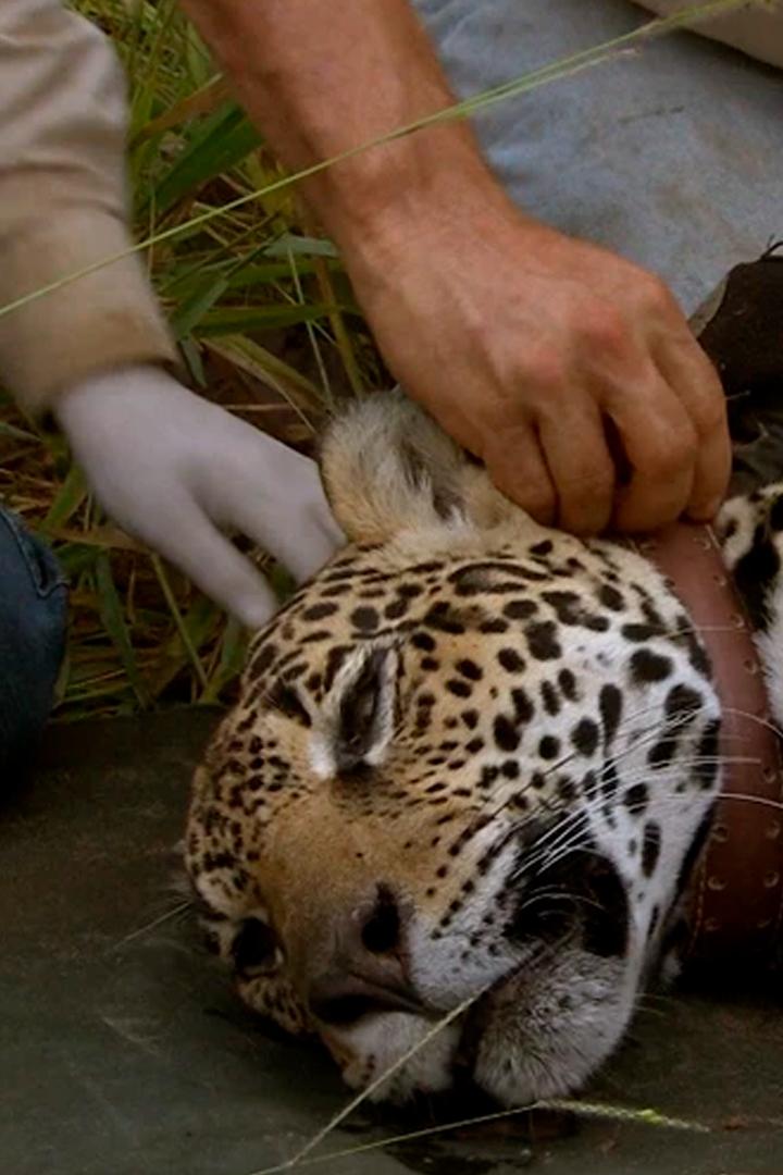 Жизнь вопреки