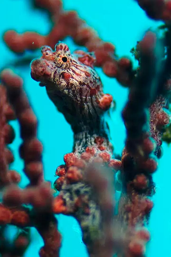 Странные создания океанов