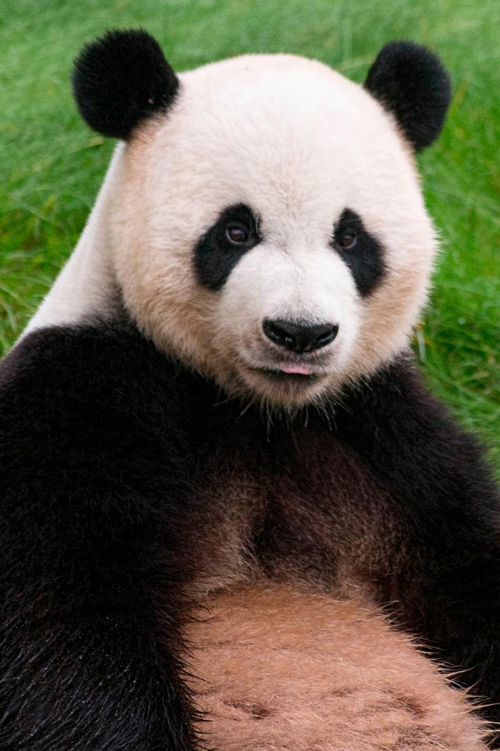 Китайские панды