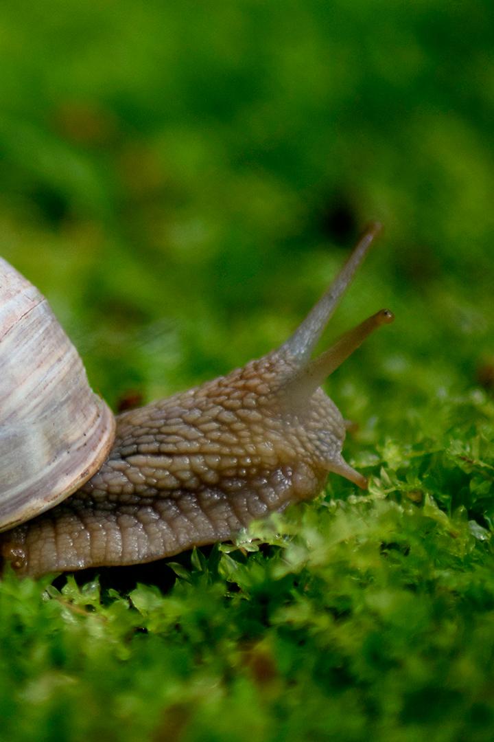 Улитка Башкортостан