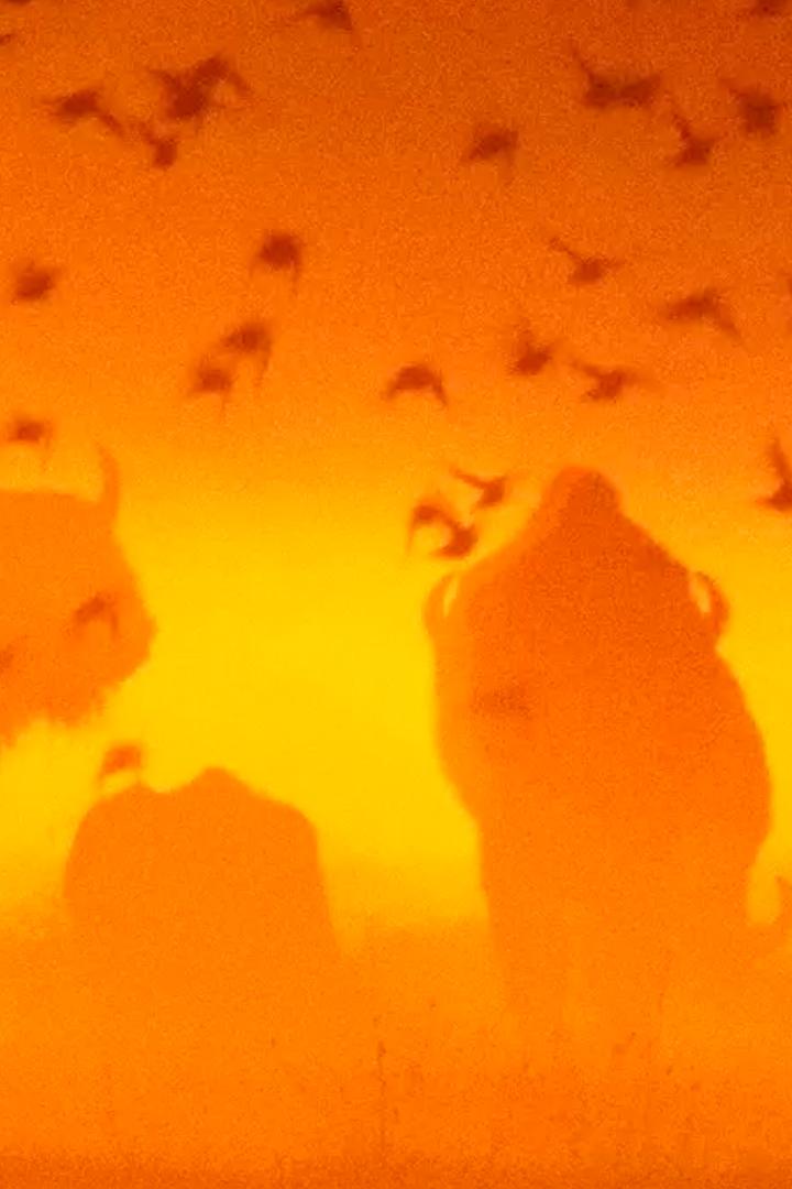 Одиссея европейского зубра