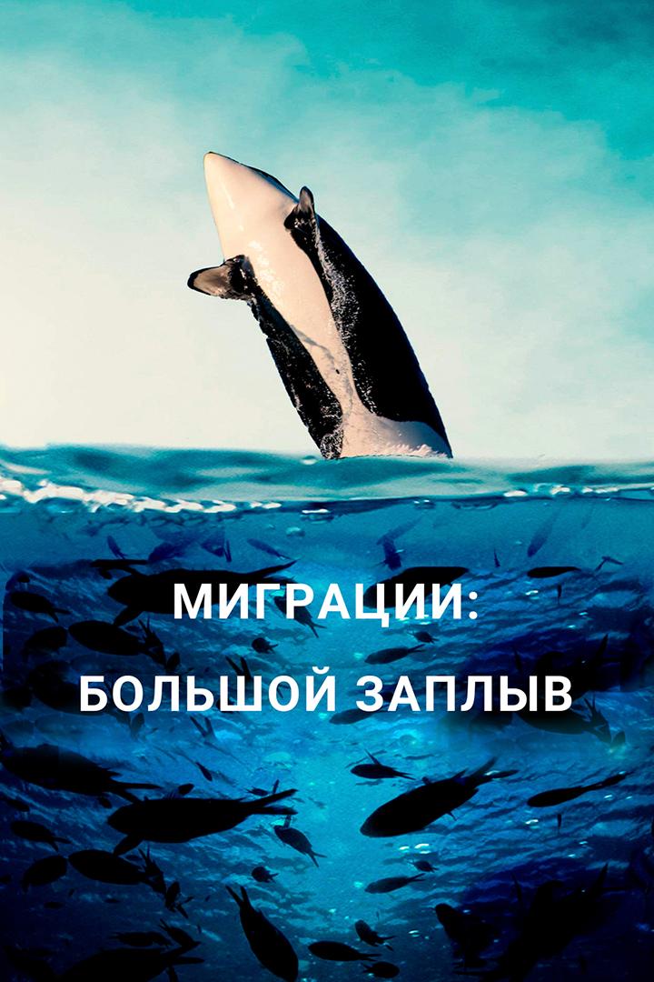 Миграции: большой заплыв