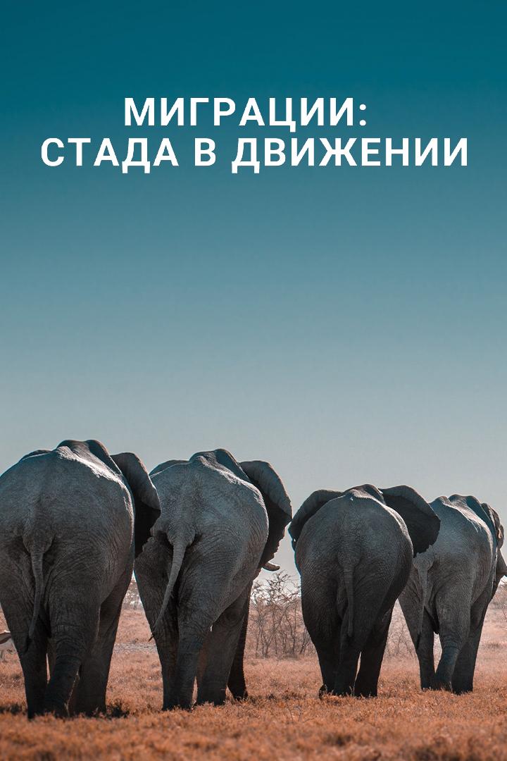 Миграции: стада в движении