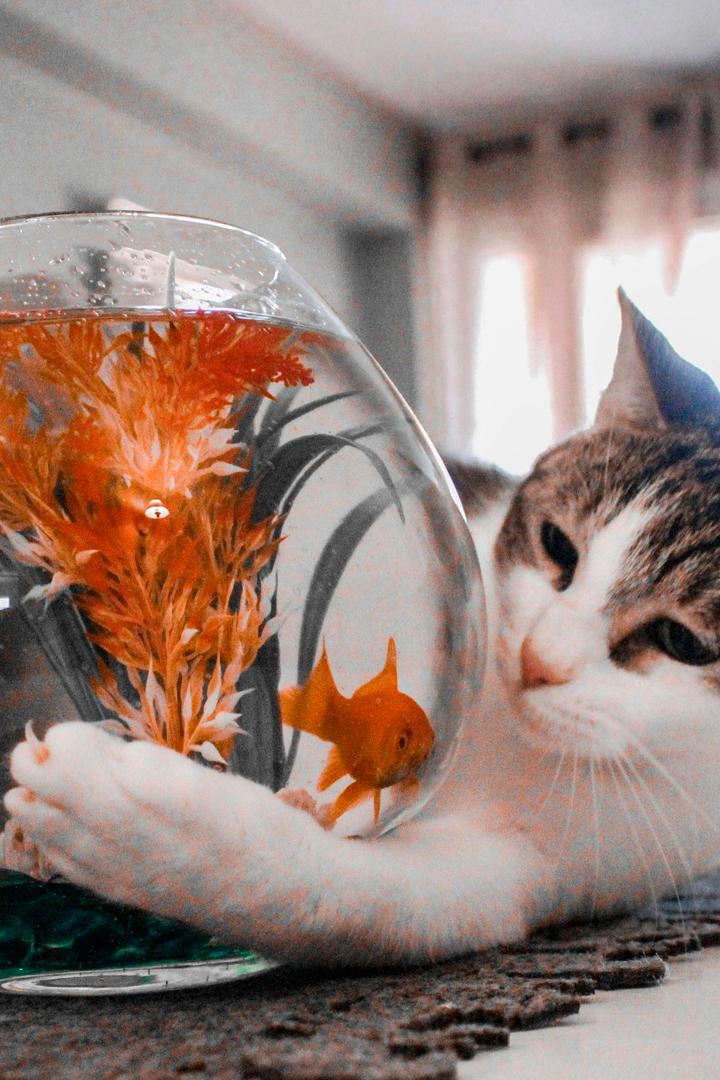 Тайная жизнь питомцев