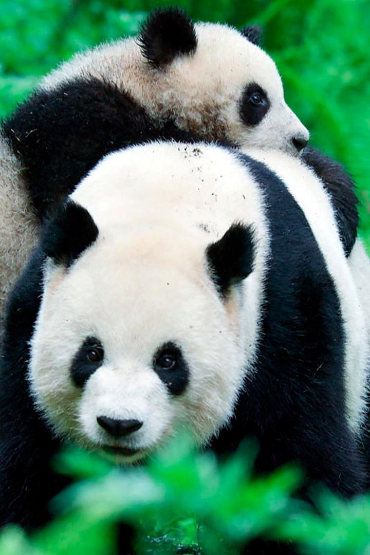 Секреты дикой природы