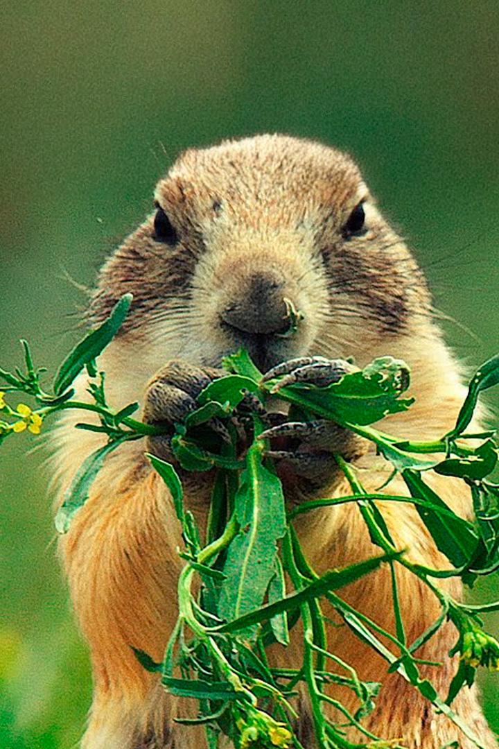 Луговые собачки - жизнь на Диком Западе