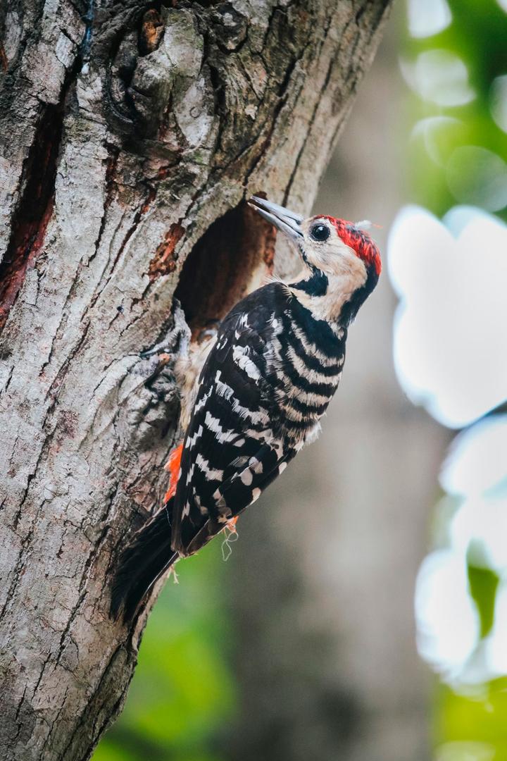 Седоголовый дятел Башкортостан