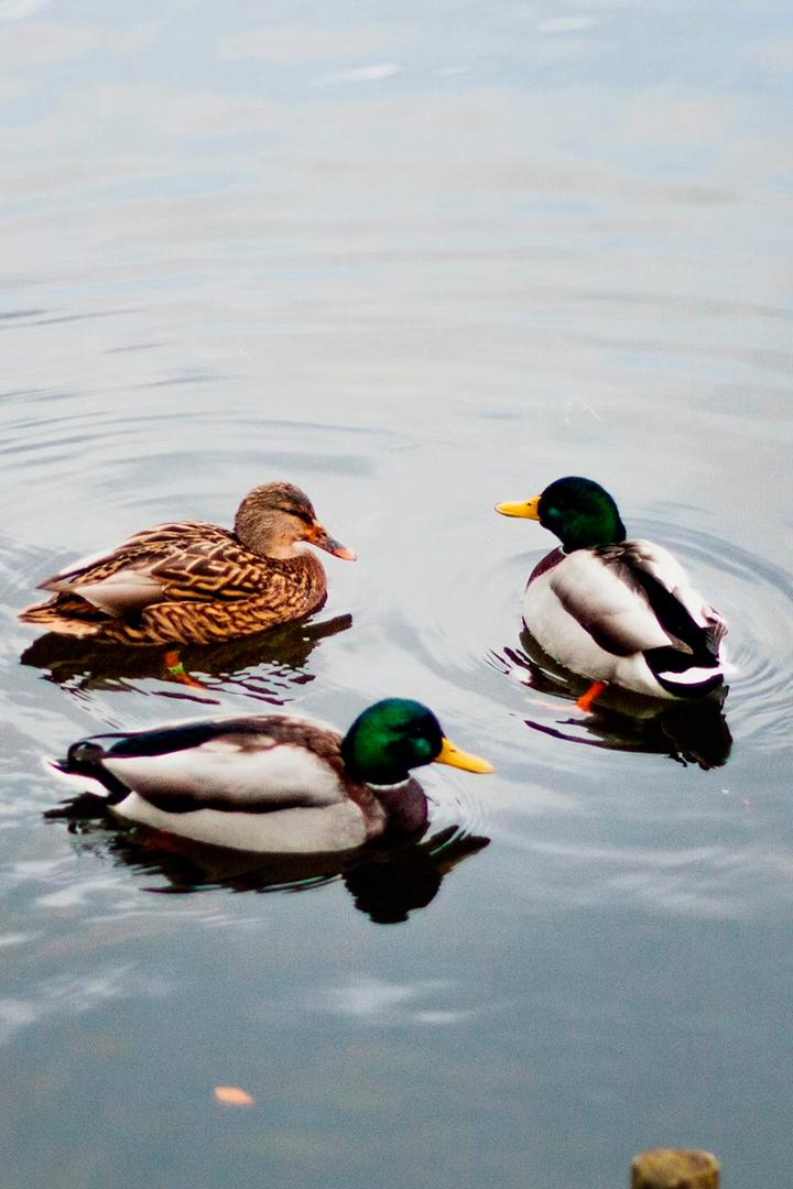 Утки на лесном пруду Удмуртия