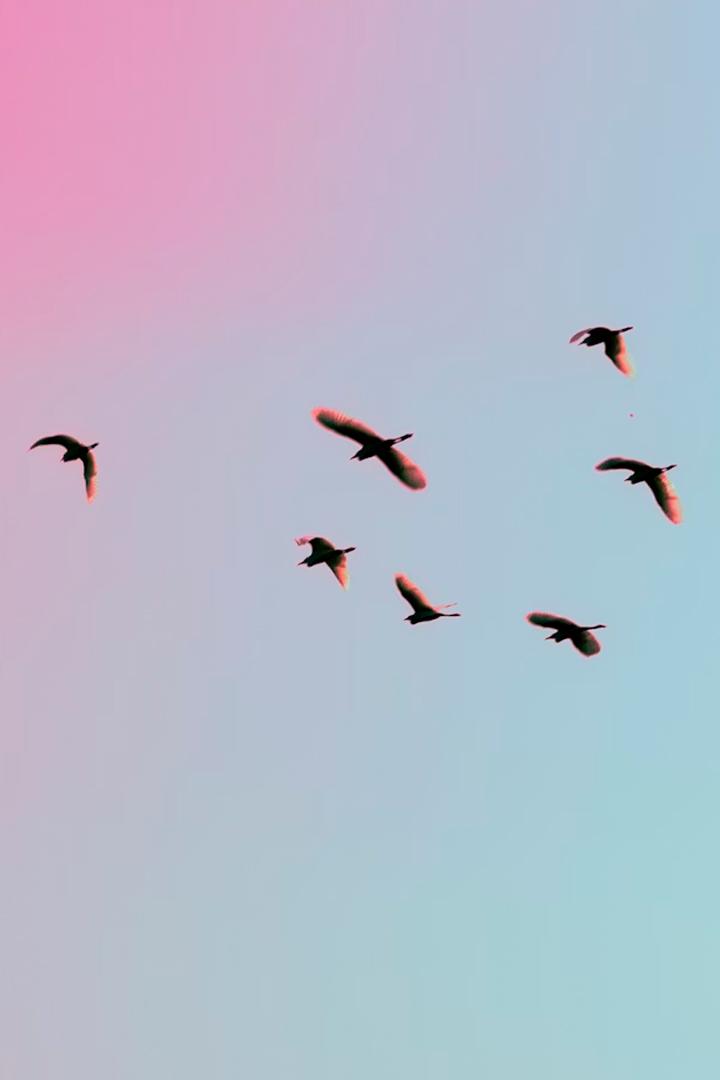 Крачки на лесном пруду Удмуртия