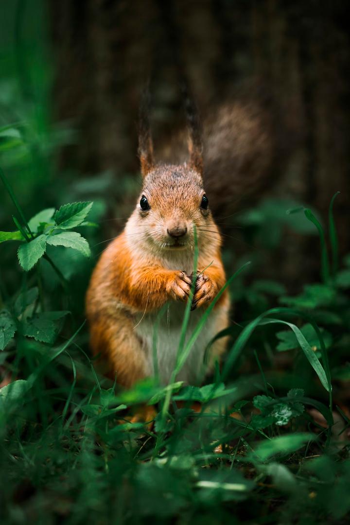 Белки Удмуртия
