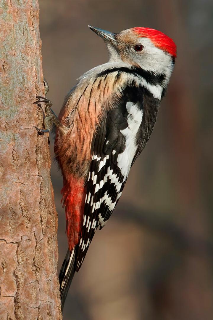 Белоспинный дятел Башкортостан