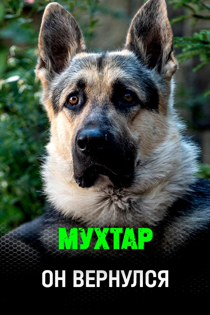Мухтар. Он вернулся