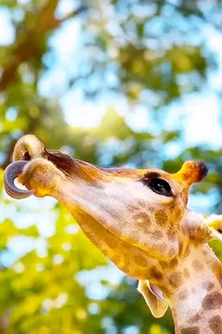 Гиганты в дикой природе