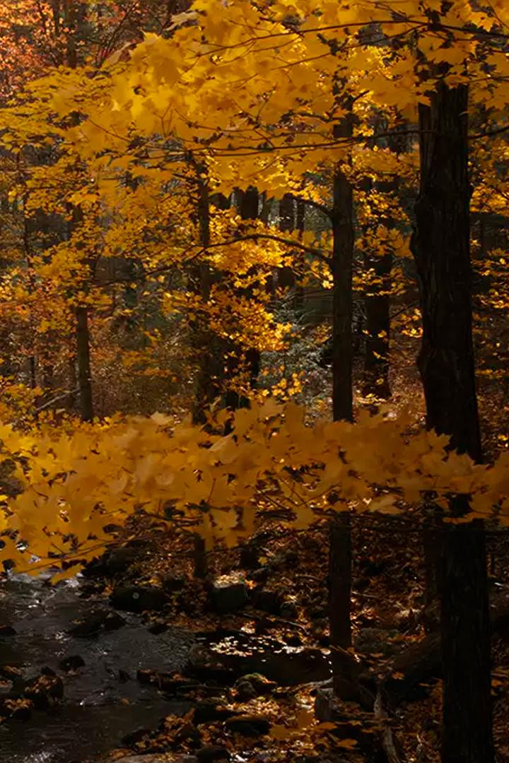 Чудеса дикой природы Новой Англии