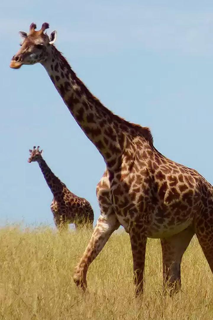 Возрождение Саванны