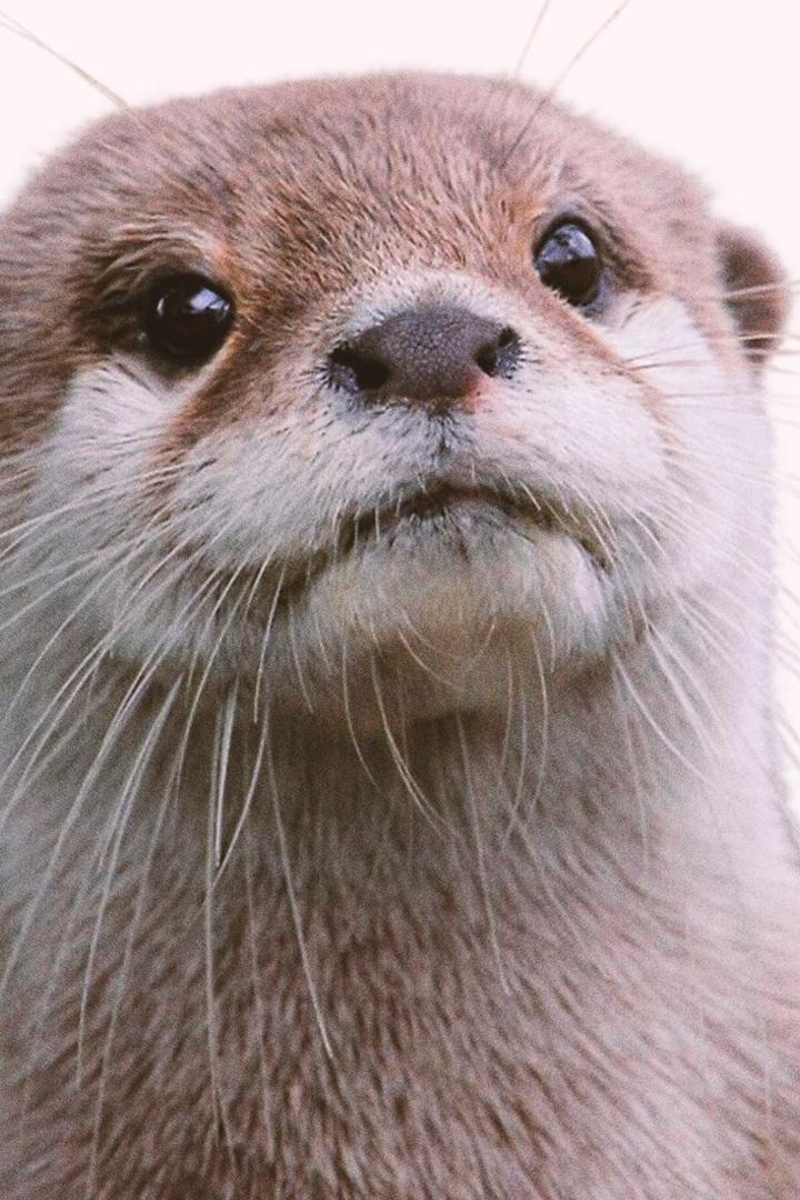 Выдры, глобальное потепление