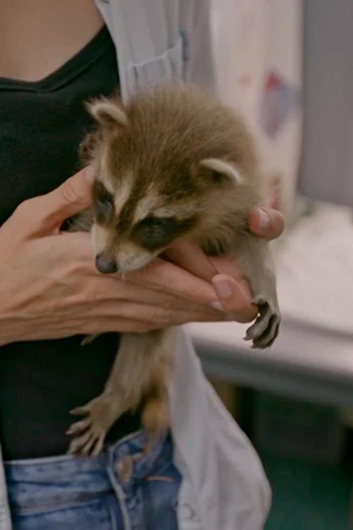 Дом дикой природы Пажо