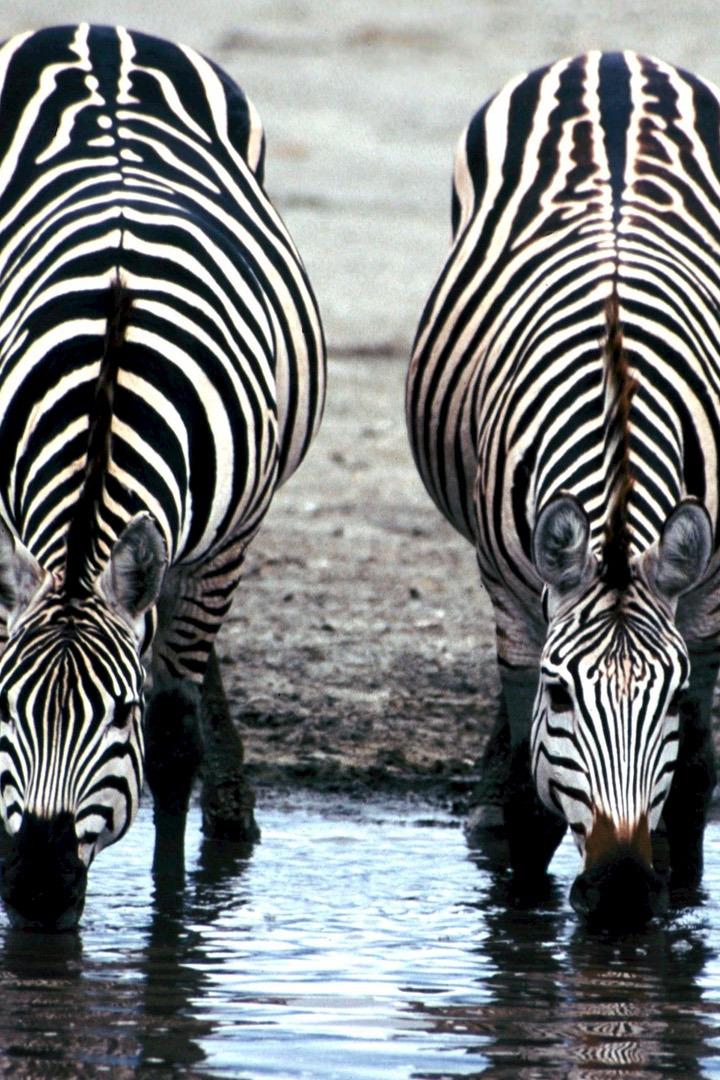 Охота одноглазки