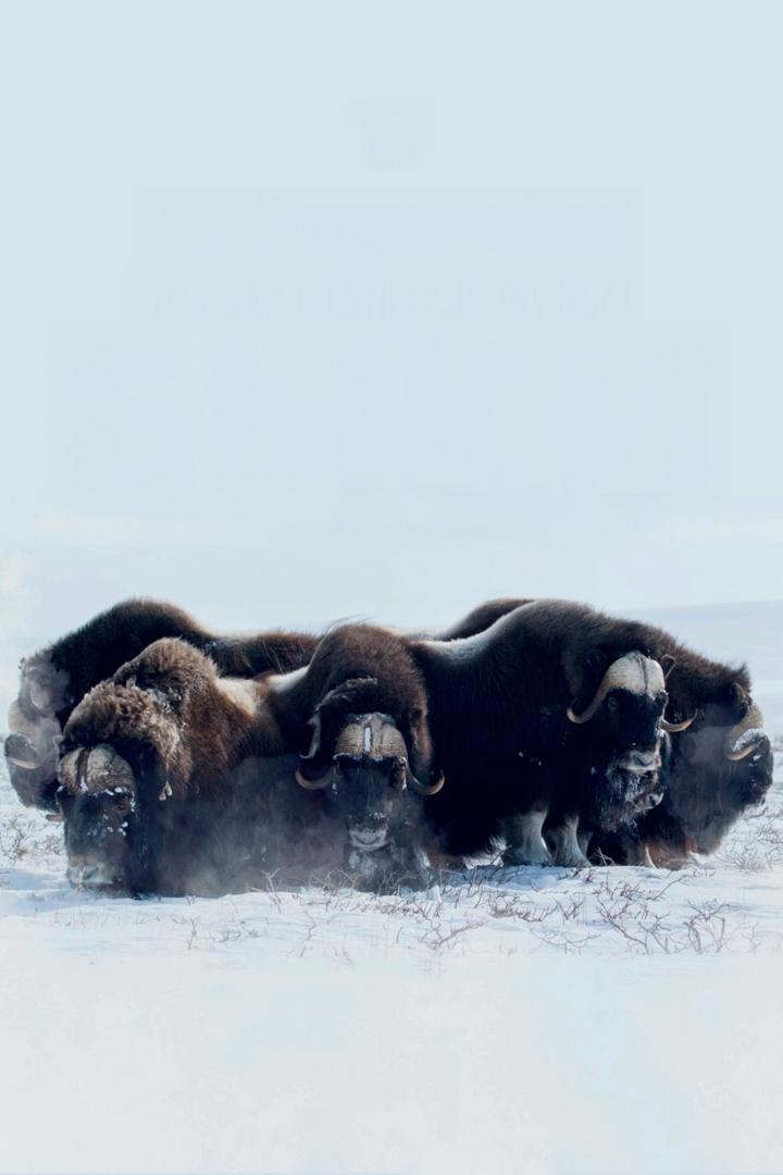 Быки холода. Возвращение