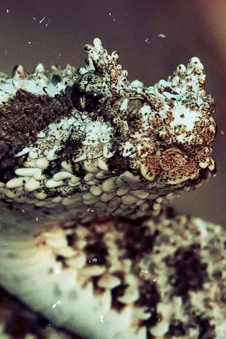 Аламто - страна рептилии