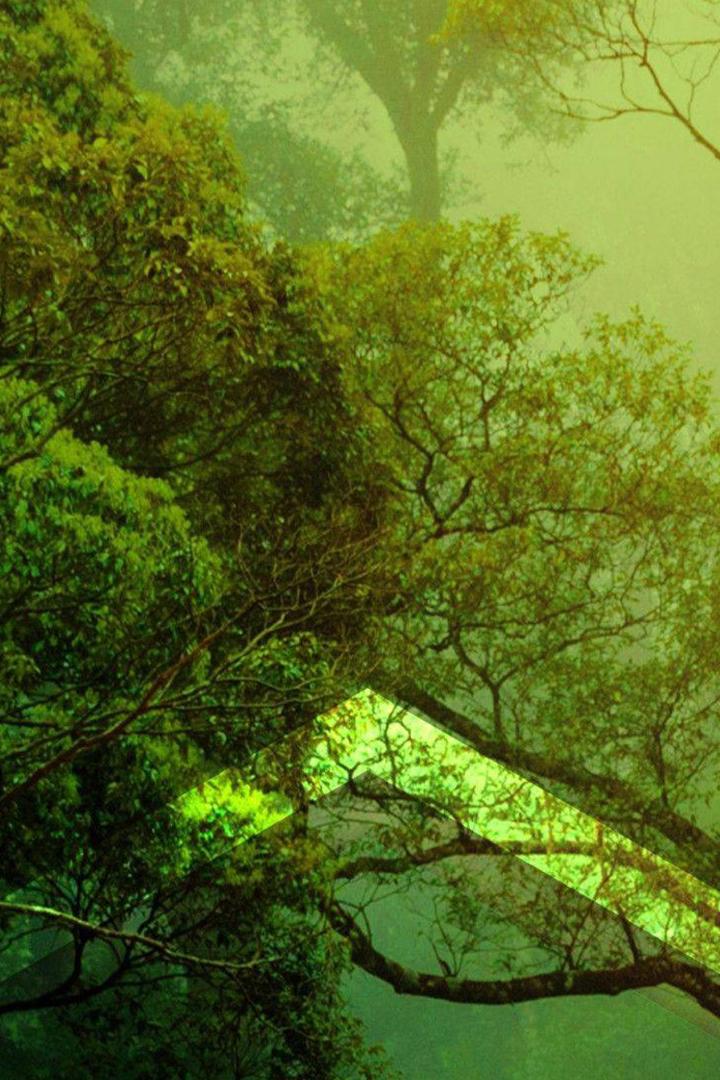 Жизнь тропического леса