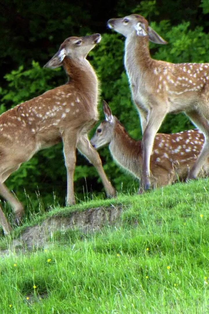Лесные сезоны
