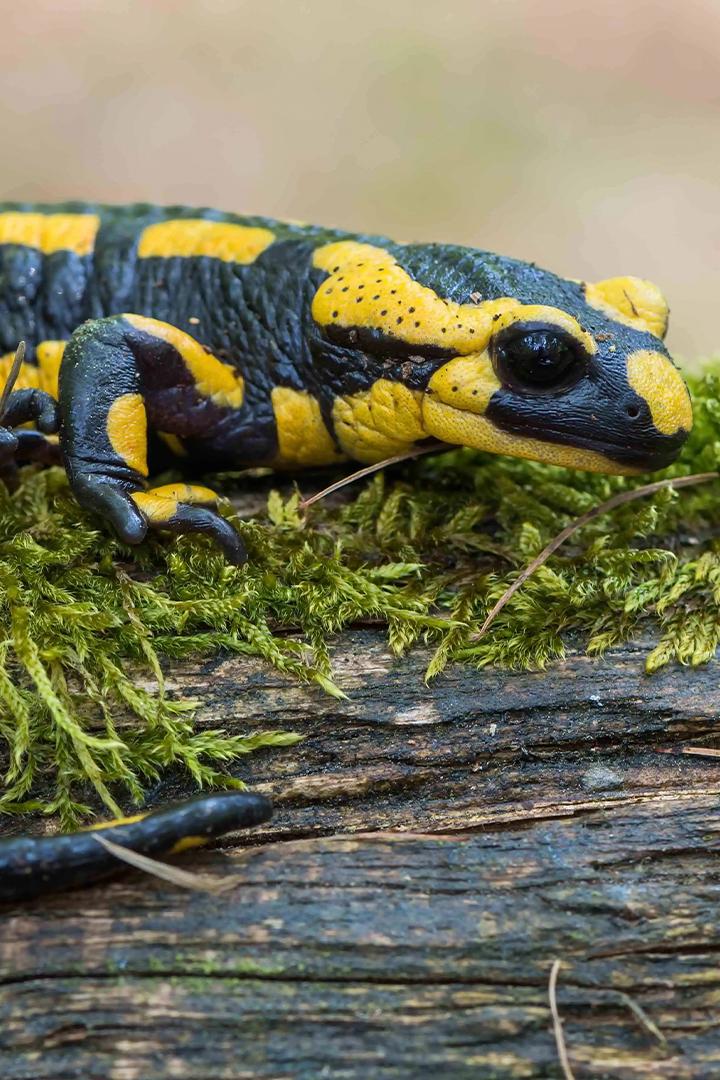 Саламандра. Битва за выживание