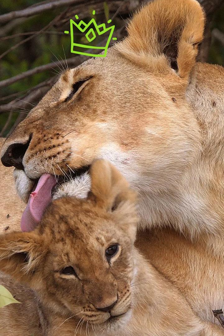 Матери в дикой природе