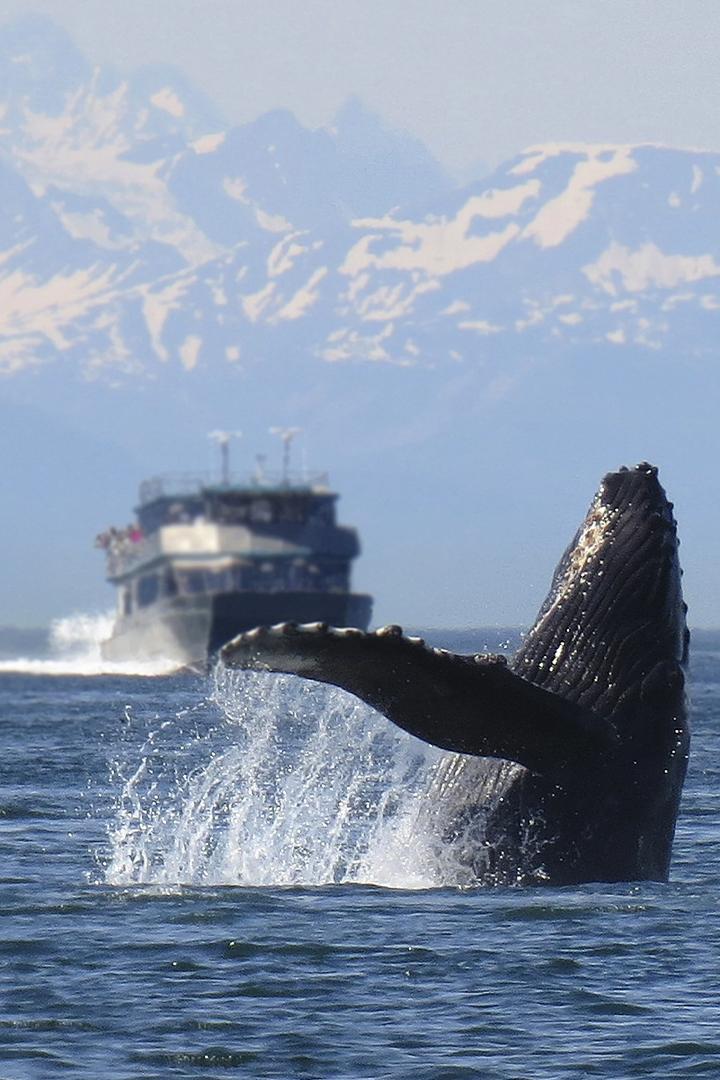 Морские супер-хищники.