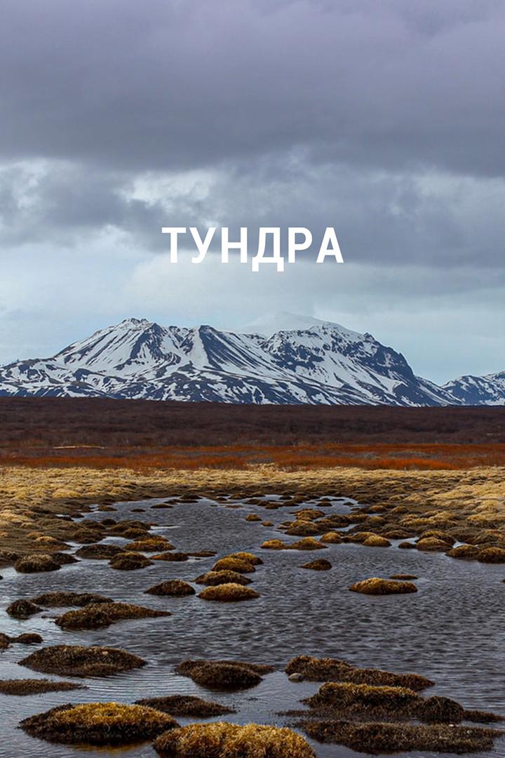 Тундра