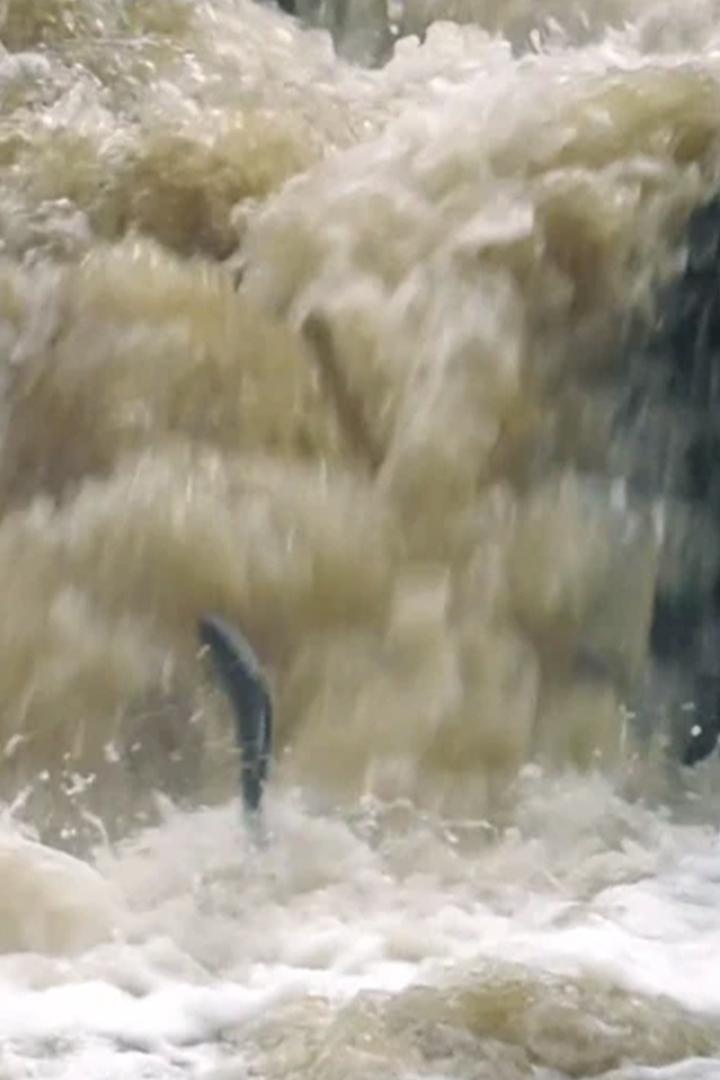 Атлантический лосось. Путь домой