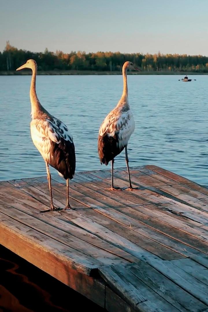 Тайны Хинганского заповедника