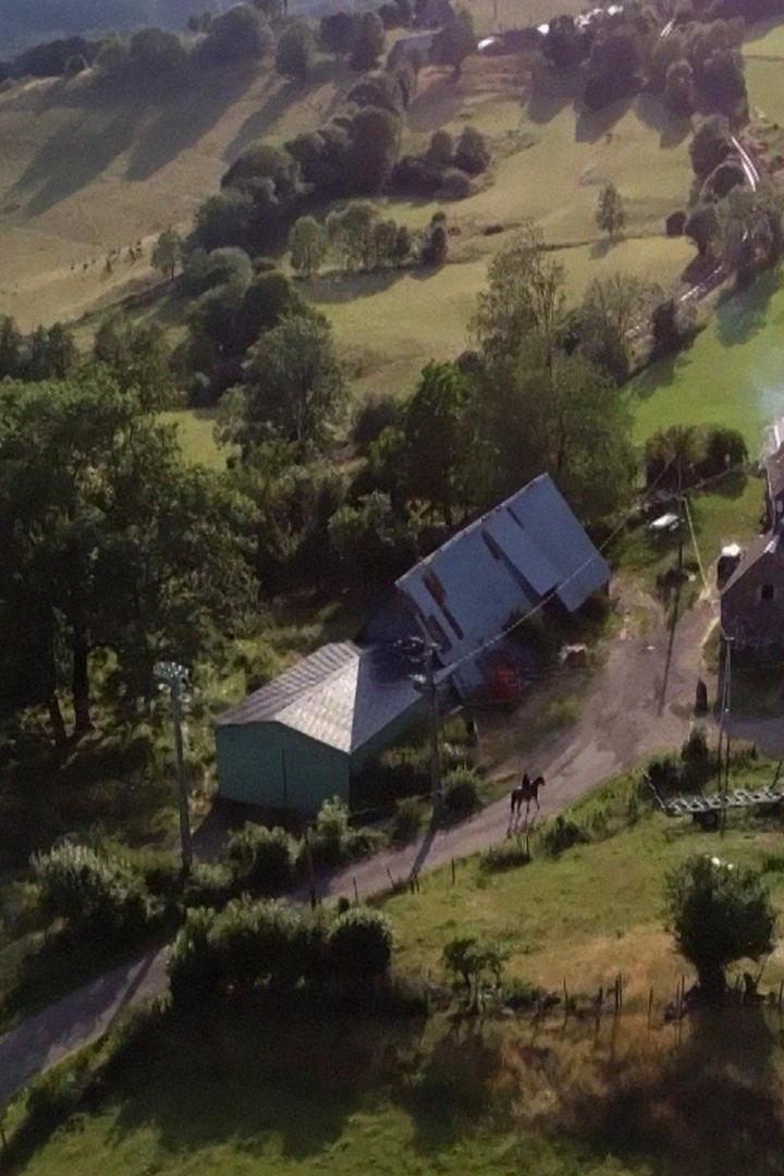 Куда улетели ласточки?