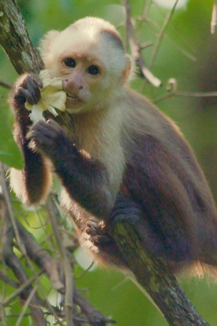 Парк Тайрона - тропический рай на Карибах