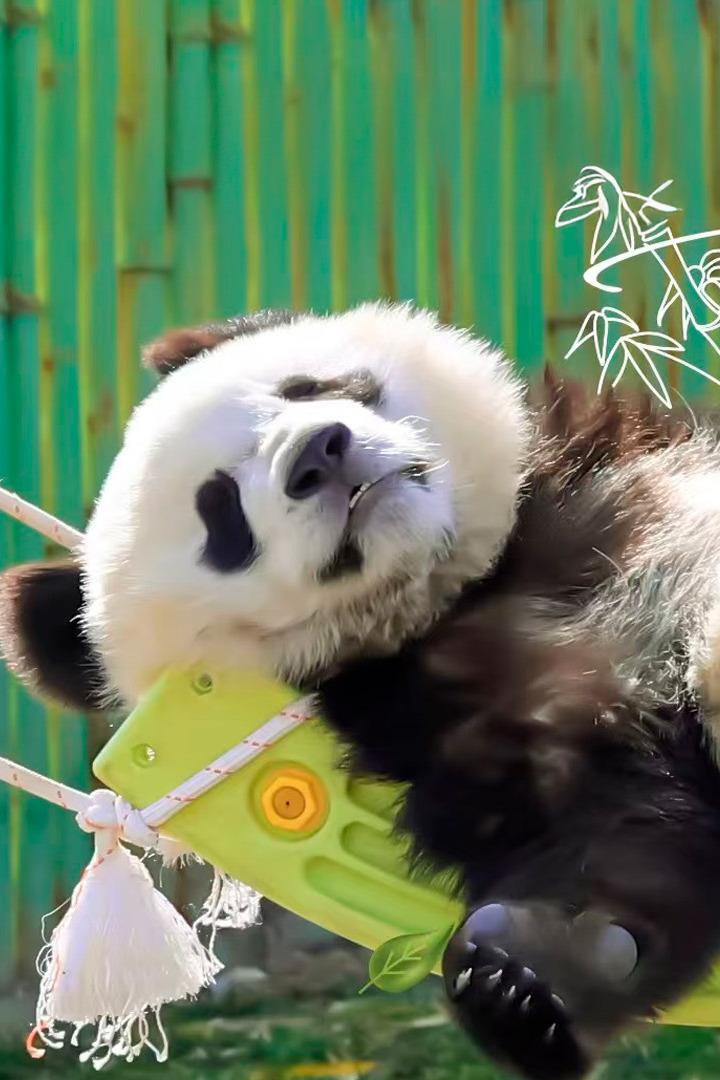 Хранители большой панды