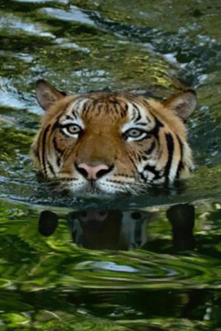 Последние малайские тигры