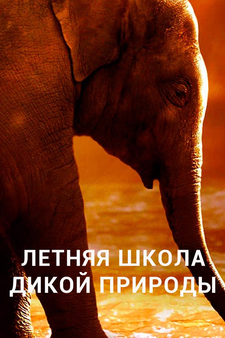 Летняя школа дикой природы