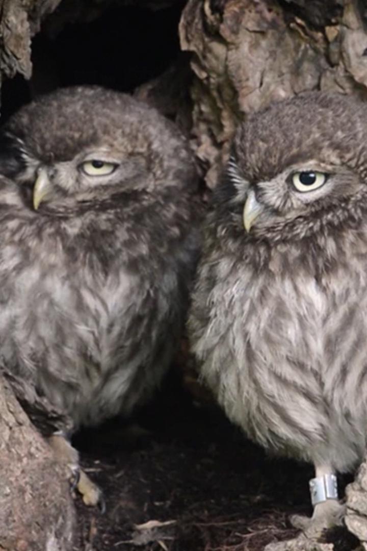 Царство сычика