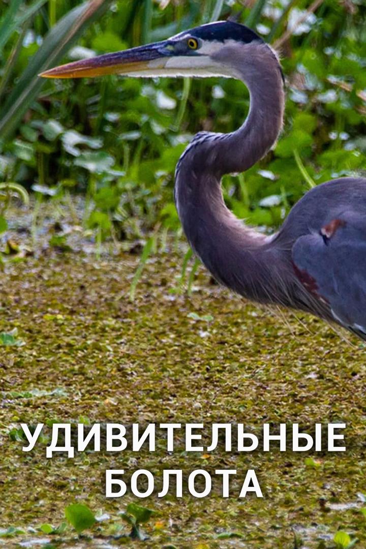 Удивительные болота