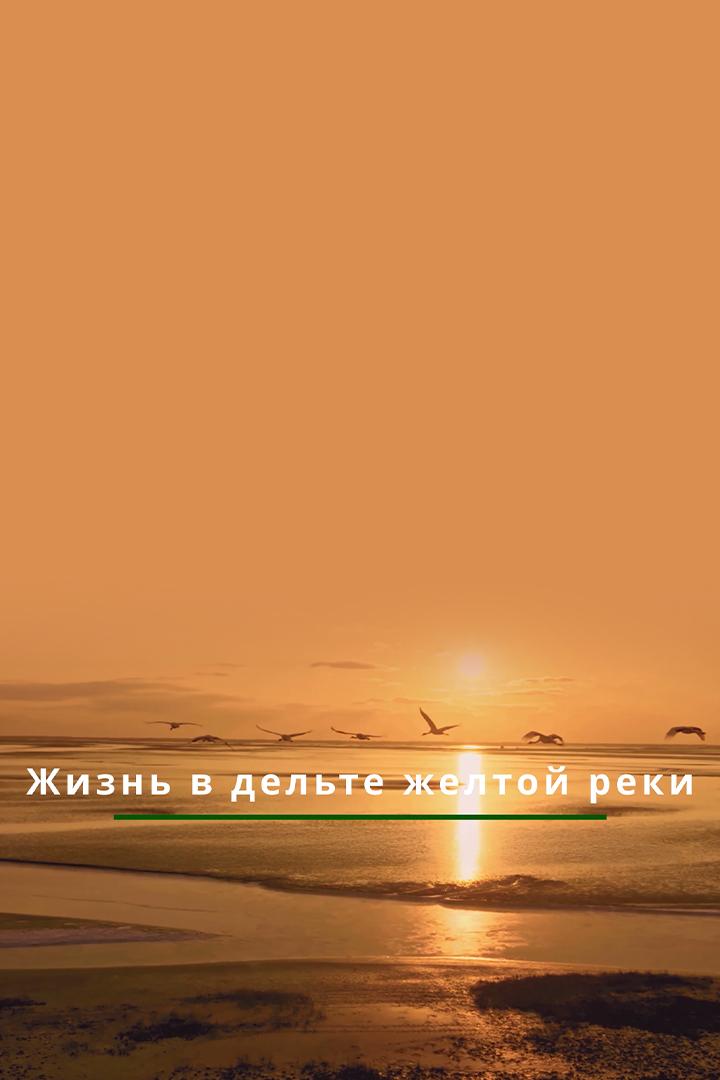 Жизнь в дельте Жёлтой реки