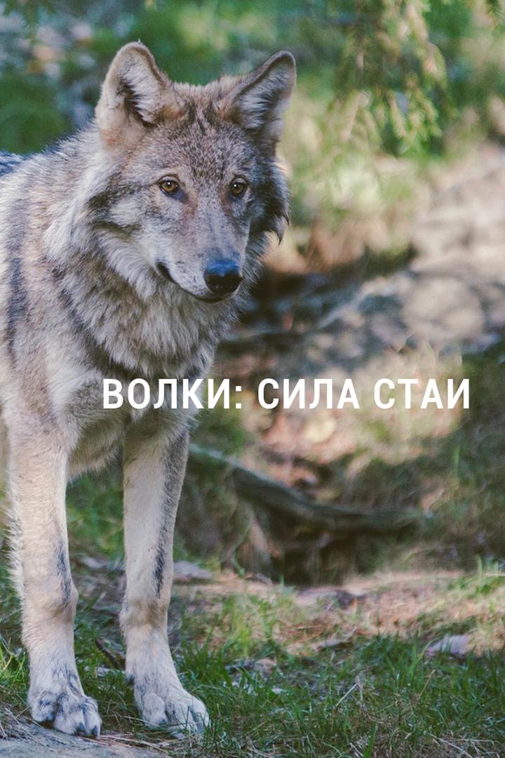 Волки: сила стаи